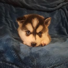 Boy 2 - male Pomsky puppy in Bolton, Connecticut from Elle Pomsky