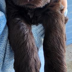 Labradoodle Puppies from Raising Aces Puppies