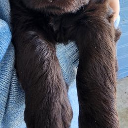 Labradoodle Puppies from Raising Aces Puppies
