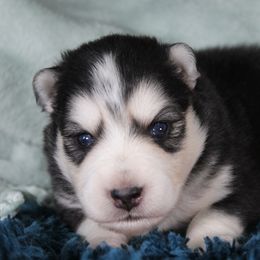 Nike - Black and white male Pomsky puppy in Albany, Indiana from Hatz Off Puppies