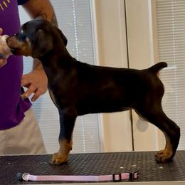 Pink collar female - Black and rust female Doberman Pinscher puppy in Lafayette, Louisiana from Indah Lux Dobermans