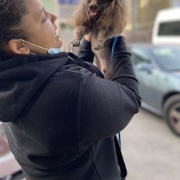 Goldendoodle and Poodle Puppies from South Sound Doodles
