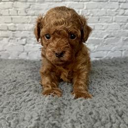 Thumper - Red  male Poodle puppy in Riverside, California from Red Toy Poodle World