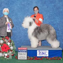 Old English Sheepdog All Grown Up from Whimzy Old English Sheepdogs