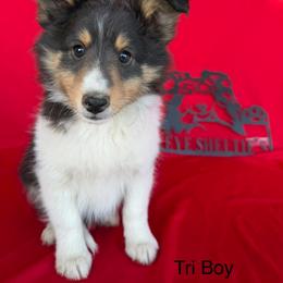 Tri Boy - Black white and tan male Shetland Sheepdog puppy in Dayton, Ohio from Buckeye Shelties