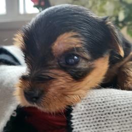 Yorkshire Terrier Puppies from Kim Hoang's Yorkies