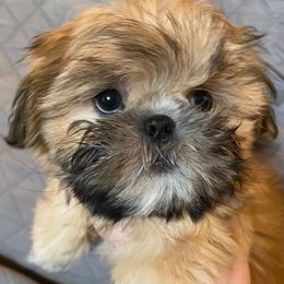 Thyme - Shih Tzu puppy from Divine Hill Farm