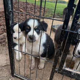 Peanut - Black tri-color female Australian Shepherd puppy in Denton, North Carolina from Double R Farm Aussies