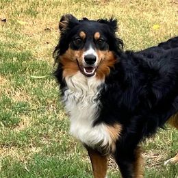 Echo - Australian Shepherd