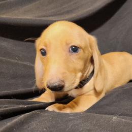 Black Boy - Cream male Dachshund puppy in Buckeye, Arizona from AZ Dachshund Proud