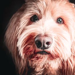 Stella - Goldendoodle