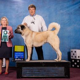 Soltana - Anatolian Shepherd Dog