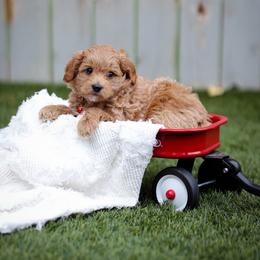 Talon - Red  male Goldendoodle puppy in Boise, Idaho from Goldendoodle Baby