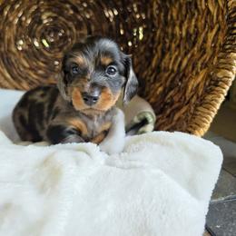Mirabel - Dapple female Dachshund puppy in Watertown, New York from Valley Springs Daschunds
