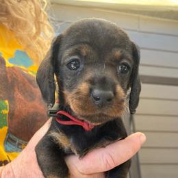 Red girl - Dachshund puppy from Dawn's Dachshunds