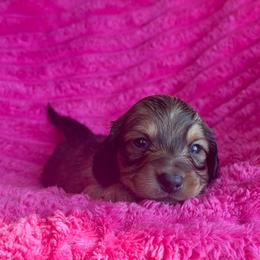 Mike - Red male Dachshund puppy in Hornbeck, Louisiana from A&Z Mini Dachshunds