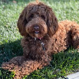 Goldendoodle puppies from Cold Creek Doodles