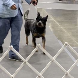 Australian Cattle Dogs from Rockin C Heelers