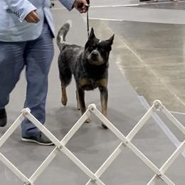 Australian Cattle Dogs from Rockin C Heelers