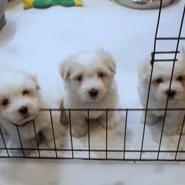 Coton de Tulear Puppies from Classy Cotons