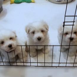 Coton de Tulear Puppies from Classy Cotons