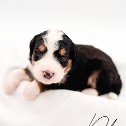 Pete - Tri-color male Bernedoodle puppy in Tipton, Indiana from Country Creek Doodles