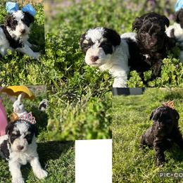 Schnoodle puppies from Wright Doodles