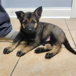Yoshi (Purple female) - Sable female German Shepherd puppy in Winchester, Kentucky from Del Lago Canine