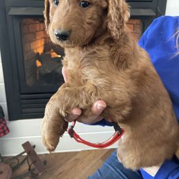 Goldendoodle Puppies from FurEver Friends Doodles