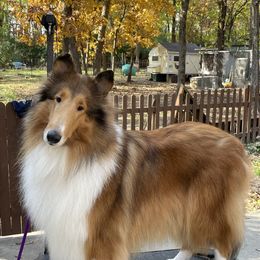 Blondie - Collie