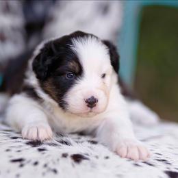 Black Tri Male 2 - Black tri-color male Australian Shepherd puppy in Elkton, Tennessee from Riverlook Australian Shepherds