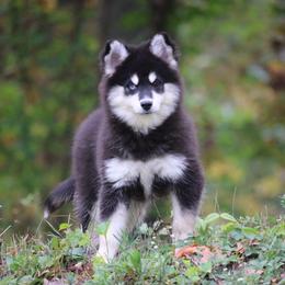 Sylveon - Black and white female Pomsky puppy in Junction City, Ohio from JC Pups