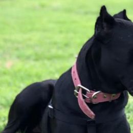 Cane Corso from Western Block Kennels
