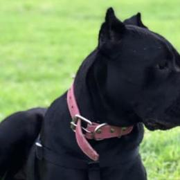 Cane Corso from Western Block Kennels
