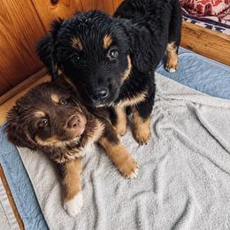 Australian Shepherd Puppies from McElroy Homestead Austrailian Shepherds