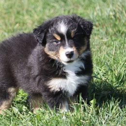 Sake - Black tri-color female Australian Shepherd puppy in Mount Sterling, Ohio from Northern Lights Working Dogs