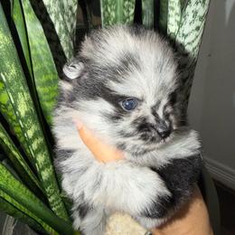 Prada - Blue merle female Pomeranian puppy in Moody, Texas from Luxury Pets of Central Texas
