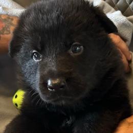 Girl 2-orange - Black female German Shepherd puppy in Sharon Grove, Kentucky from Julie’s Shepherds