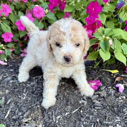 Girl 3 - Yellow and white female Bernedoodle puppy in Russiaville, Indiana from Pleasant Creek Minibernedoodles