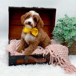 Lilly - Red female Cavapoo puppy in North Carolina from NC Doodle Puppies