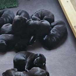 Labrador Retrievers from Lakeside Labs