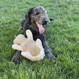 Thanos - Goldendoodle