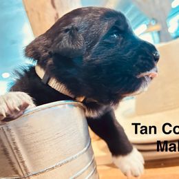 Tan Collar - White male Colorado Mountain Dog puppy in Del Norte, Colorado from FAFO Ranch