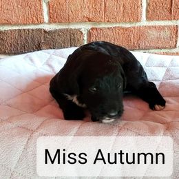 Girl 9 - Black and white Bernedoodle puppy in Columbia, Missouri from Silver Creek Pups