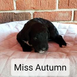 Girl 9 - Black and white Bernedoodle puppy in Columbia, Missouri from Silver Creek Pups