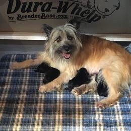 Fortune Boy - Black male Pyrenean Shepherd puppy in Ripley, Ohio from La Rive Pyr Sheps LLC