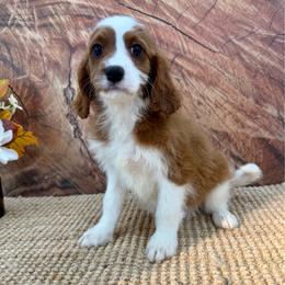 Cayenne - Blenheim female Cavapoo puppy in Beresford, South Dakota from DAKOTA DOOD RANCH