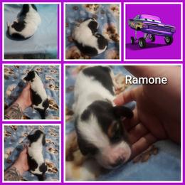 Ramone - Black white and tan male Basset Hound puppy in Mill Springs, North Carolina from Mountain View Basset Hounds
