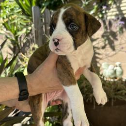 Luna - Brindle Boxer puppy in Los Angeles, California from Barrow’s Boxers