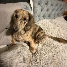 Kitty - Dachshund